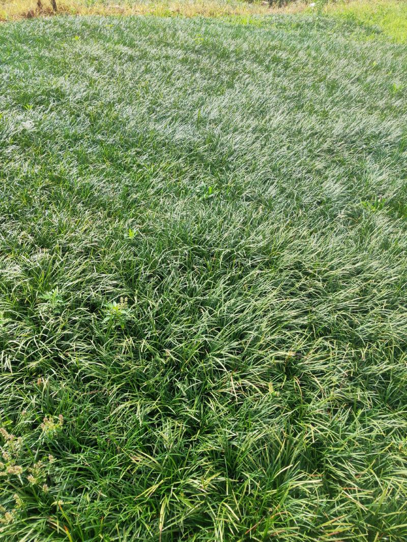 麦冬草沿阶草