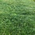 麦冬草沿阶草
