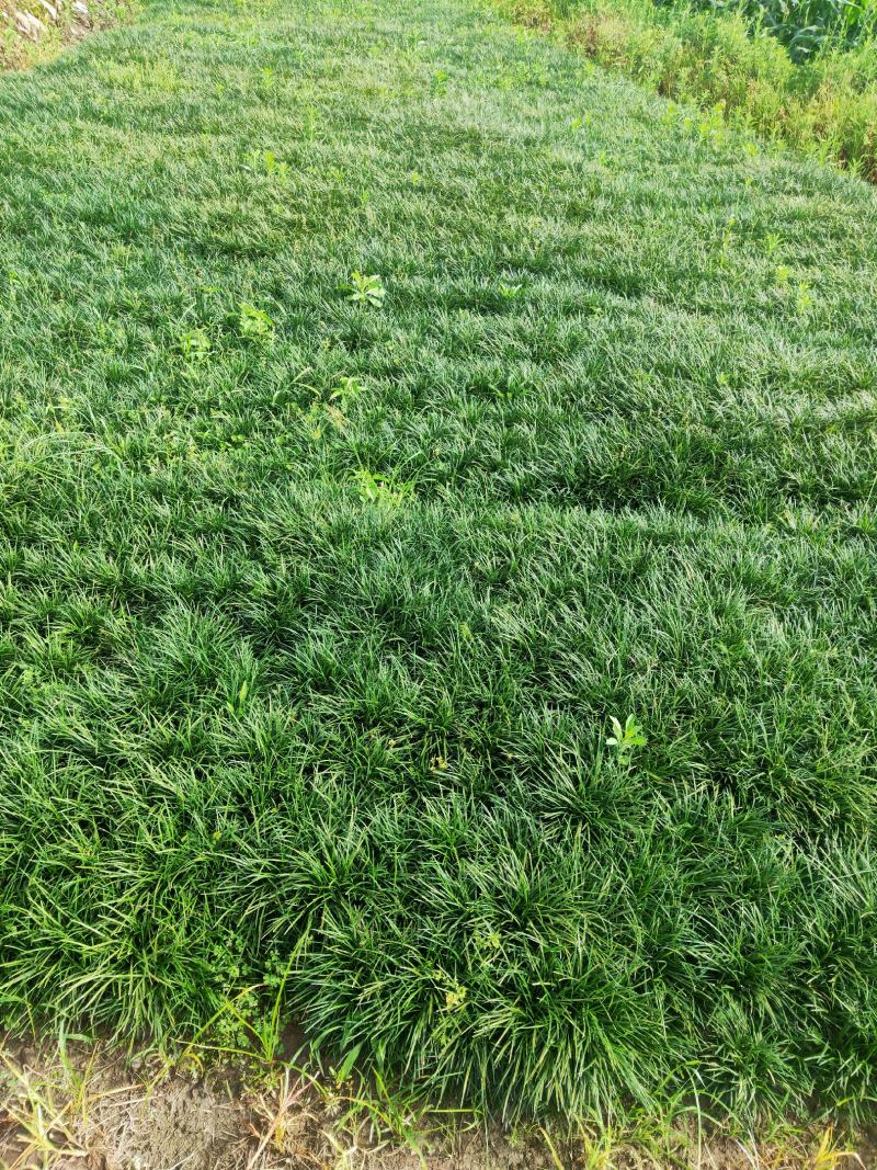 麦冬草沿阶草