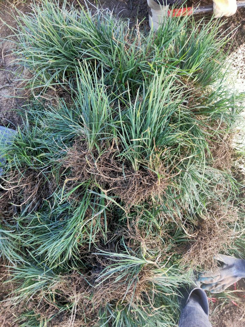 麦冬草沿阶草