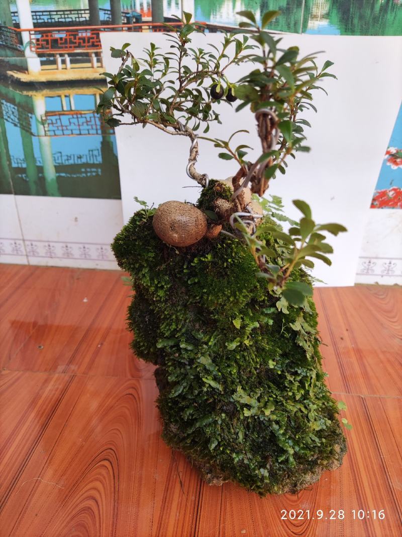石来运转带双宝，又叫发财树