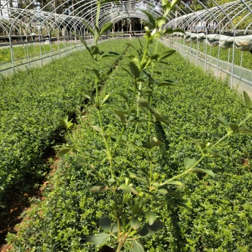 小杯迎春花，10袋迎春柳，绿化苗木，迎春柳专业种植户。