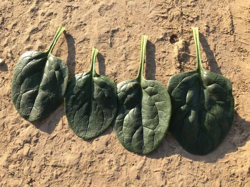250克装半直大黑圆叶耐寒菠菜种叶片厚实高抗霜霉病品质好