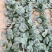 250克装半直大黑圆叶耐寒菠菜种叶片厚实高抗霜霉病品质好