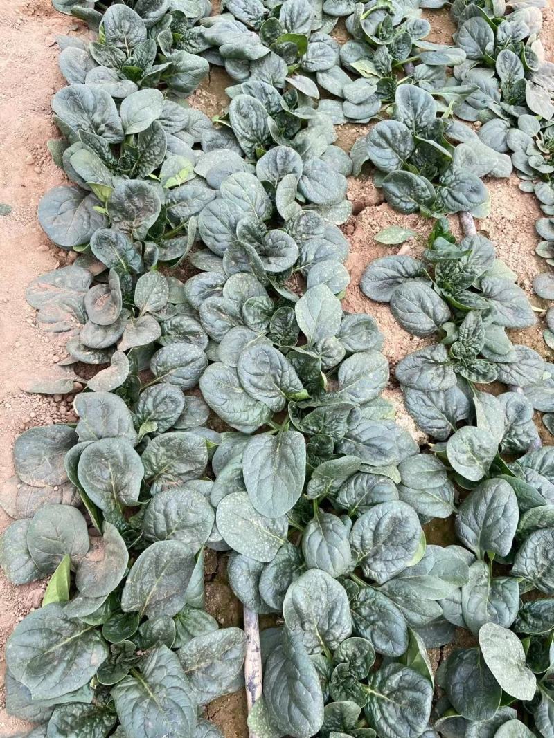 250克装半直大黑圆叶耐寒菠菜种叶片厚实高抗霜霉病品质好