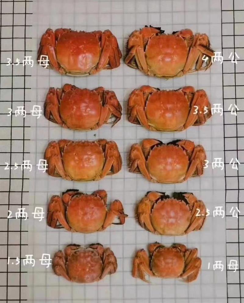 河蟹盘锦河蟹保质保量产区直发欢迎选购
