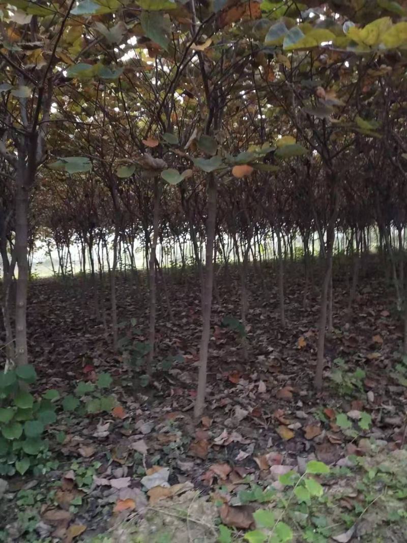 紫荆，为豆科紫荆属植物，原产于中国东南部。