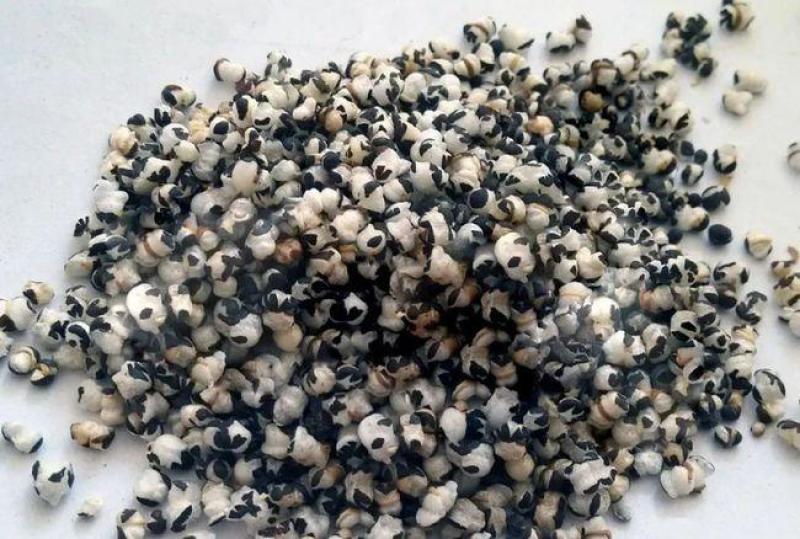 王不留行，炒王不留质量保证现货供应欢迎咨询合作