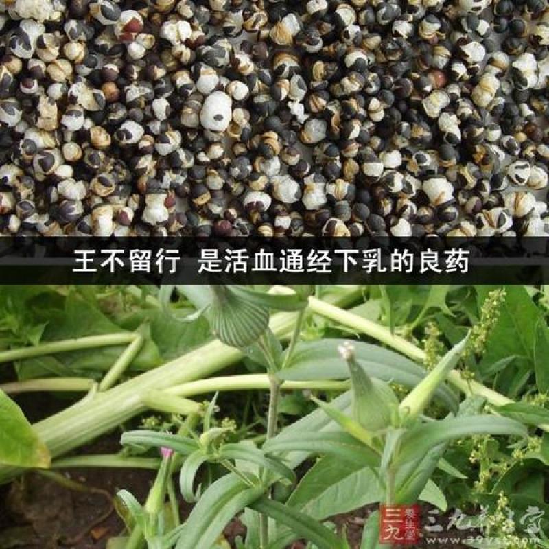 王不留行，炒王不留质量保证现货供应欢迎咨询合作