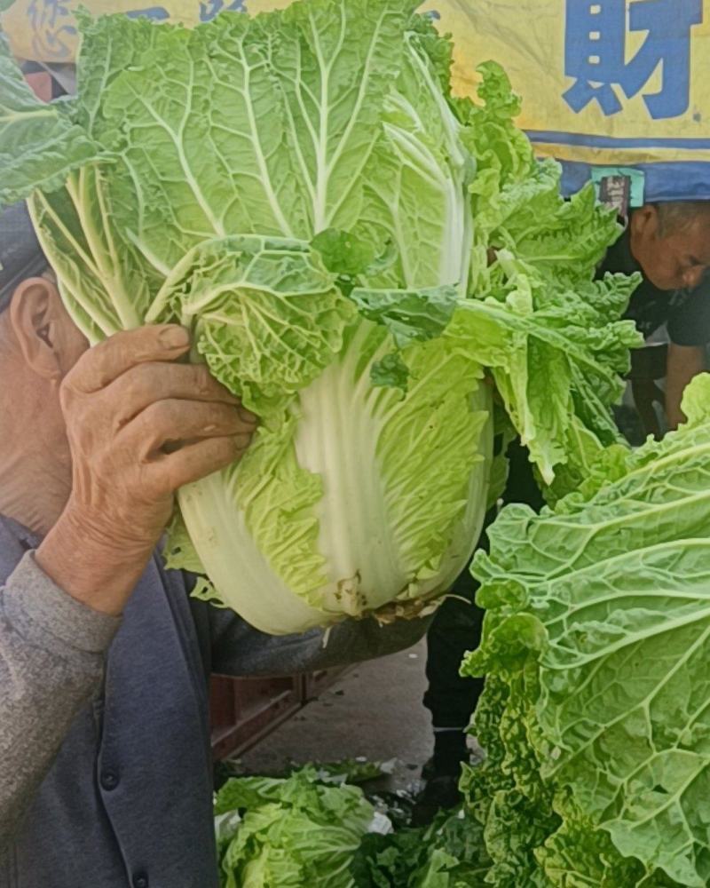 大白菜货好价低，黄心又绿