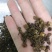 吴茱萸，吴萸新货质量保证现货供应欢迎咨询合作！