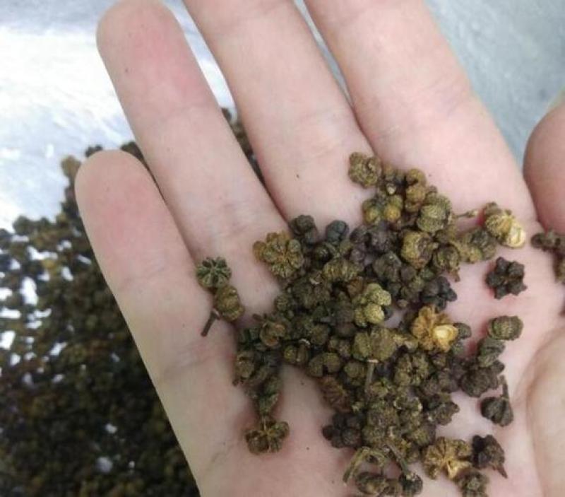 吴茱萸，吴萸新货质量保证现货供应欢迎咨询合作！