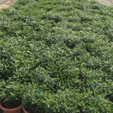 清香（胡椒木)绿植物盆栽四季常青室内观叶植物