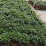 清香（胡椒木)绿植物盆栽四季常青室内观叶植物