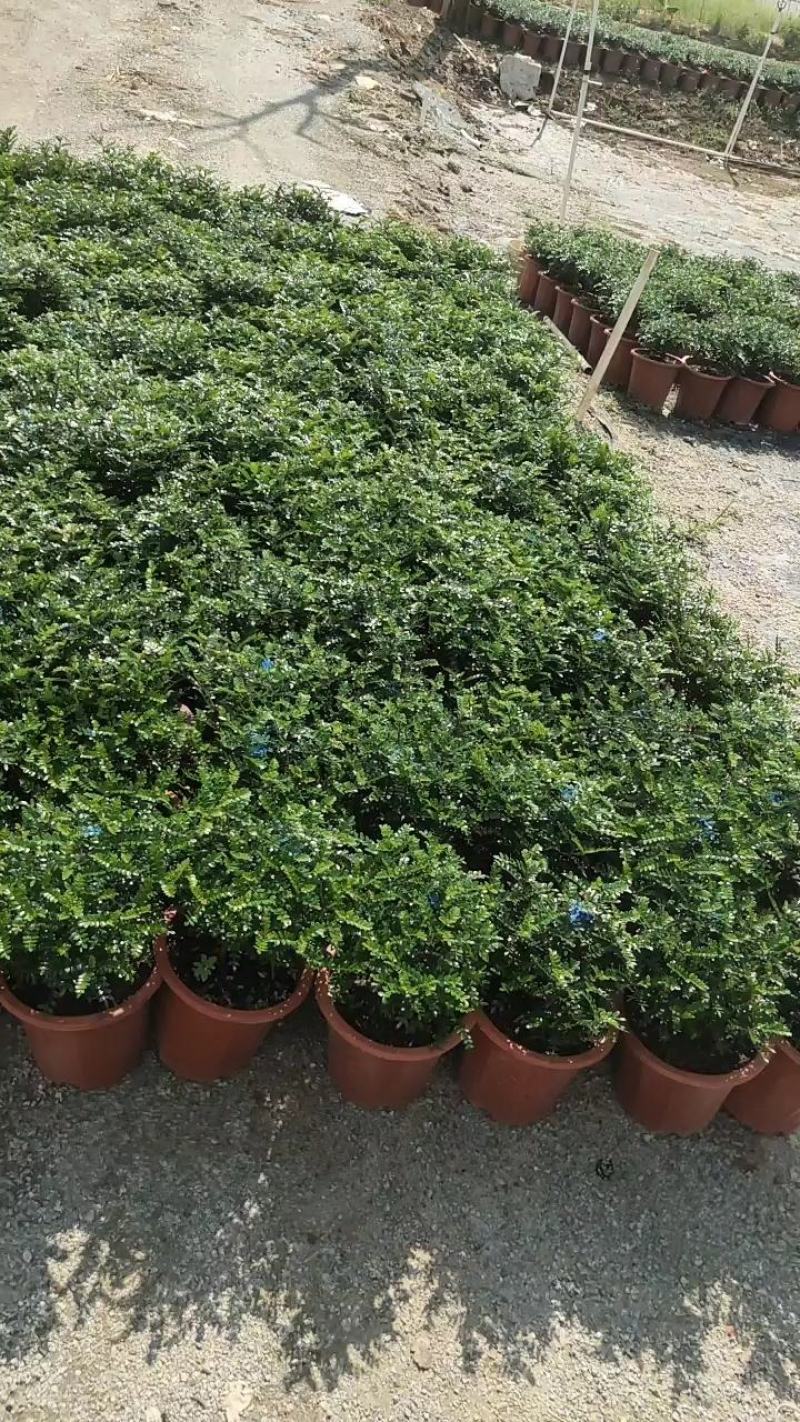 清香（胡椒木)绿植物盆栽四季常青室内观叶植物