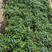 清香（胡椒木)绿植物盆栽四季常青室内观叶植物