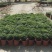 清香（胡椒木)绿植物盆栽四季常青室内观叶植物