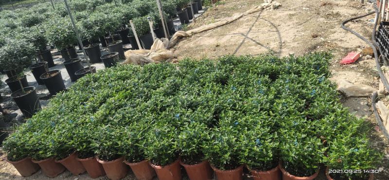清香（胡椒木)绿植物盆栽四季常青室内观叶植物