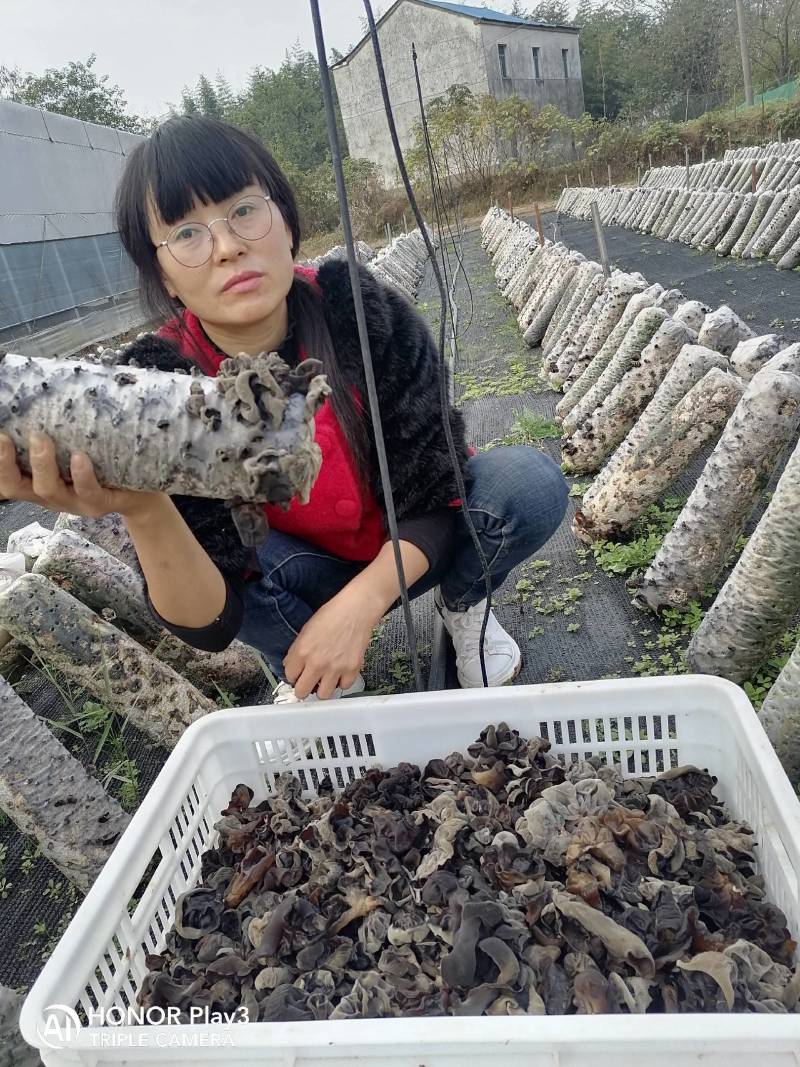 出售野外黑木耳