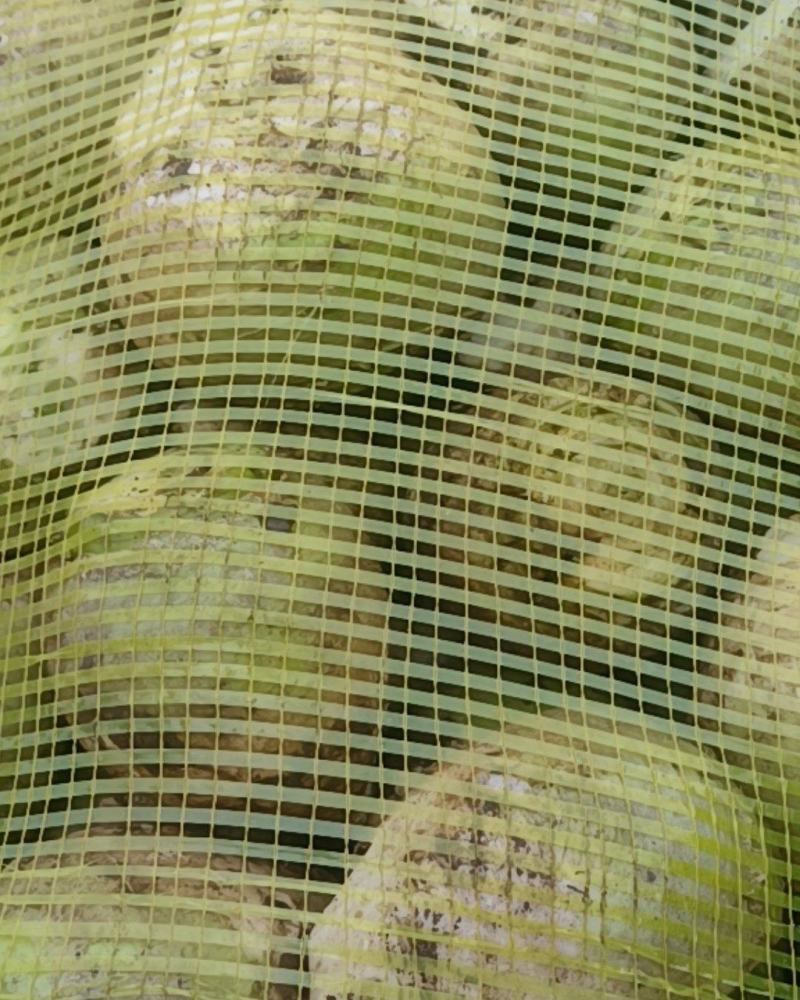 芥头菜大量有
