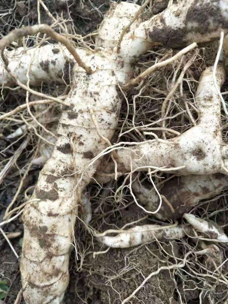 东北鸡头黄精大货，苗子