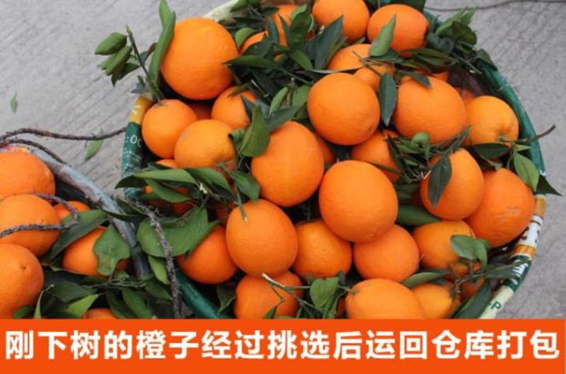 赣南脐橙专业对接直播平台。江西赣南寻乌艳山农场直发