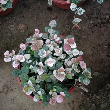 花叶洛石