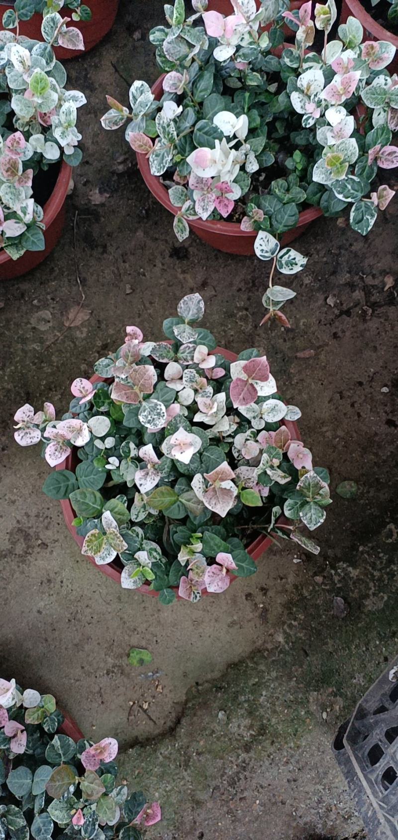 花叶洛石