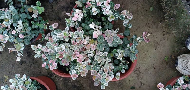 花叶洛石