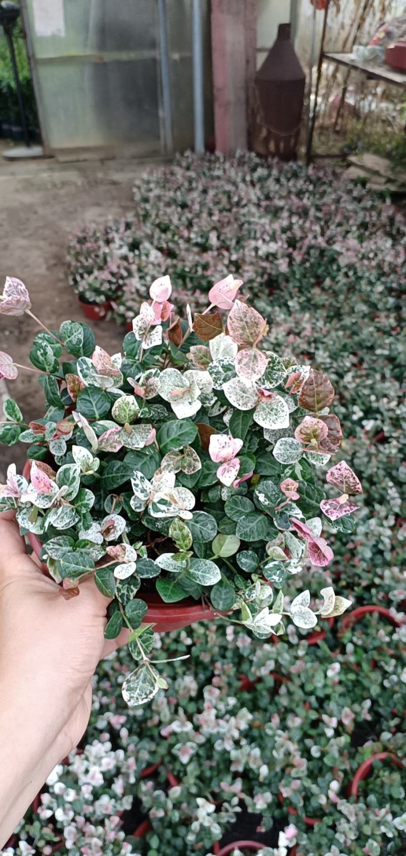 花叶洛石