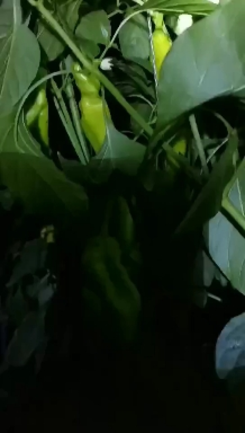 优质普通玉米，鲜玉米上市。口感好数量有限要的速度