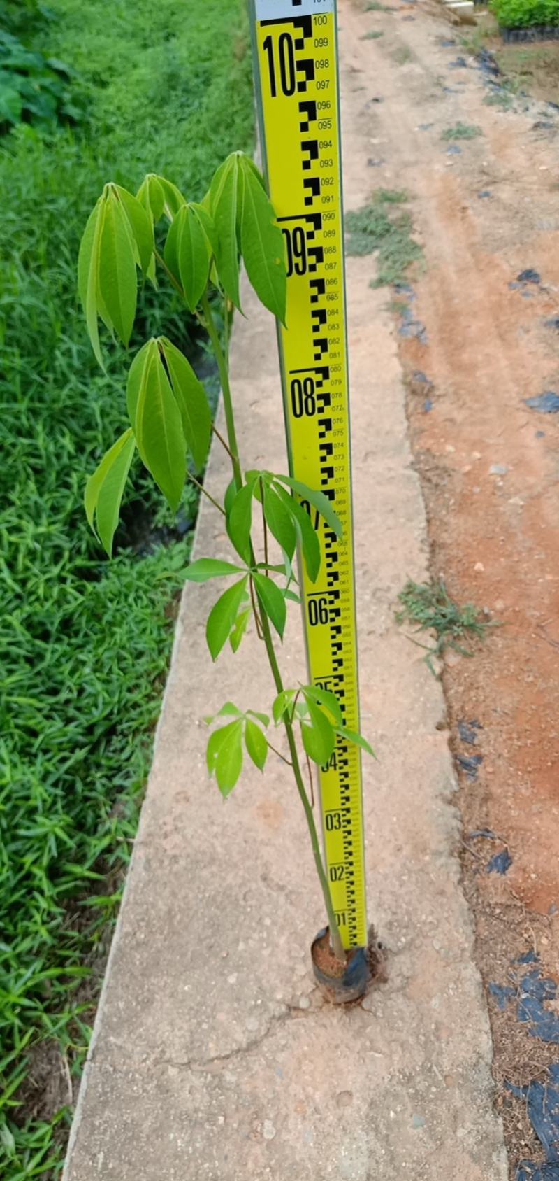 大椱木棉乔灌木木棉花绿化木路边种植种苗绿化工程树苗