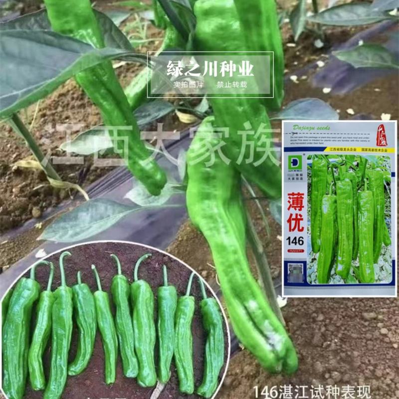 大家族薄优146大果薄皮椒种子长果大果灯笼形辣椒种子高产