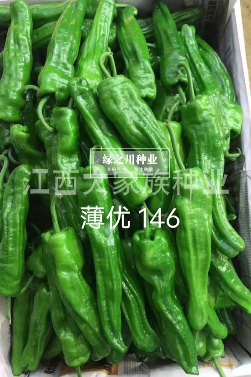大家族薄优146大果薄皮椒种子长果大果灯笼形辣椒种子高产
