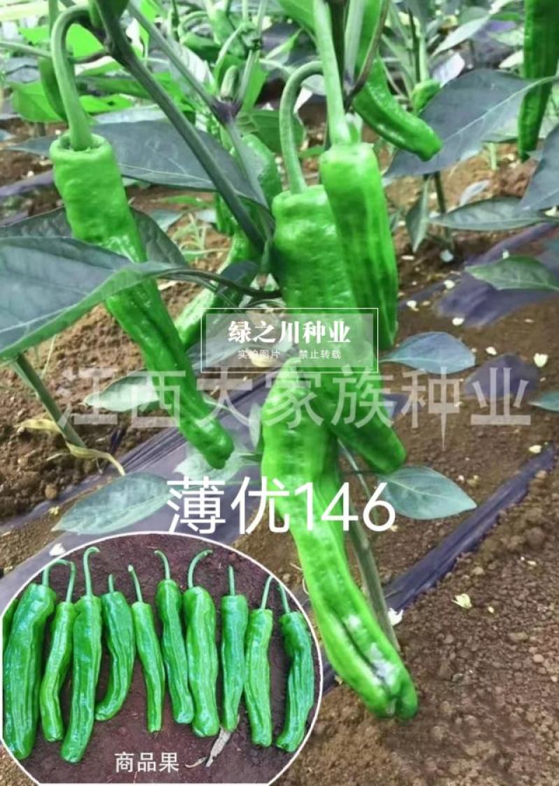 大家族薄优146大果薄皮椒种子长果大果灯笼形辣椒种子高产
