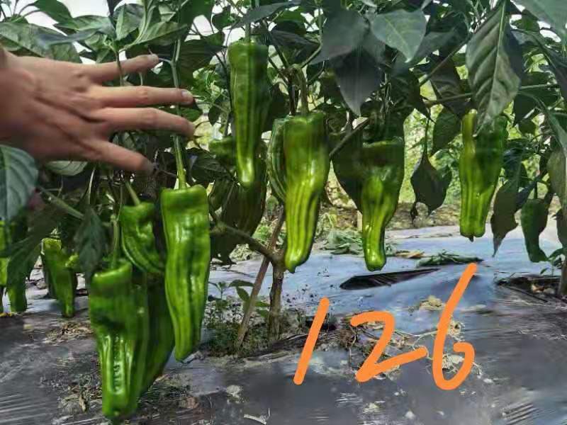 大家族薄优126翠绿皮大果薄皮泡椒种子抗病强薄皮椒种子