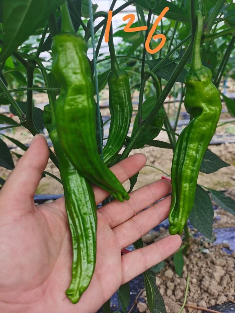 大家族薄优126翠绿皮大果薄皮泡椒种子抗病强薄皮椒种子