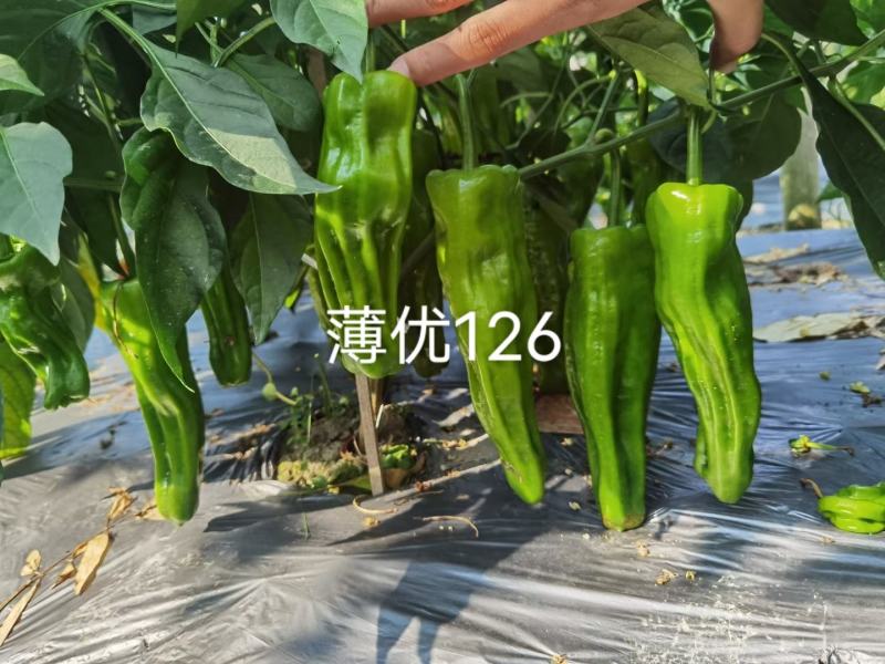 大家族薄优126翠绿皮大果薄皮泡椒种子抗病强薄皮椒种子