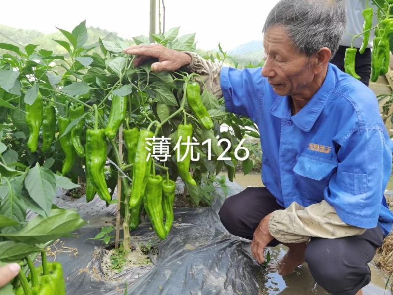 大家族薄优126翠绿皮大果薄皮泡椒种子抗病强薄皮椒种子