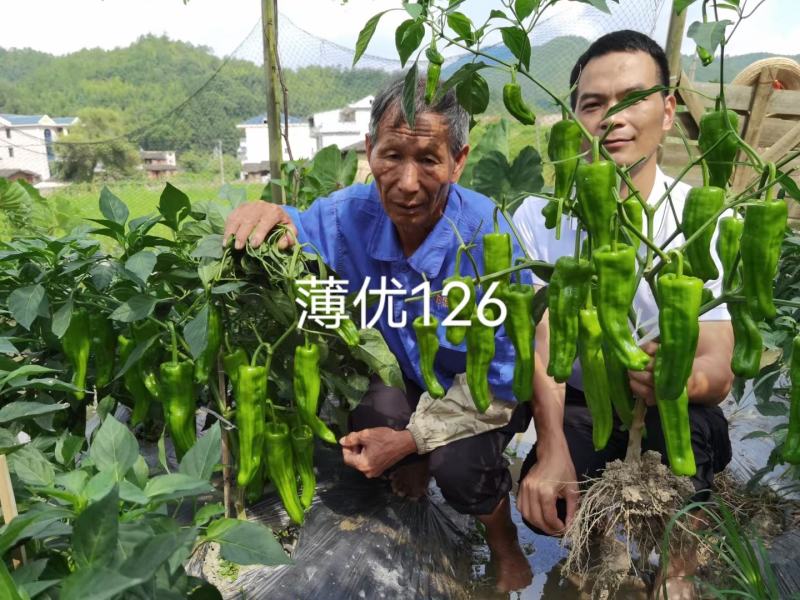 大家族薄优126翠绿皮大果薄皮泡椒种子抗病强薄皮椒种子