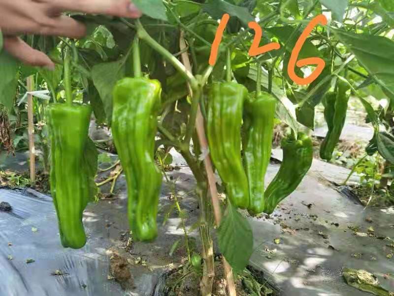 大家族薄优126翠绿皮大果薄皮泡椒种子抗病强薄皮椒种子