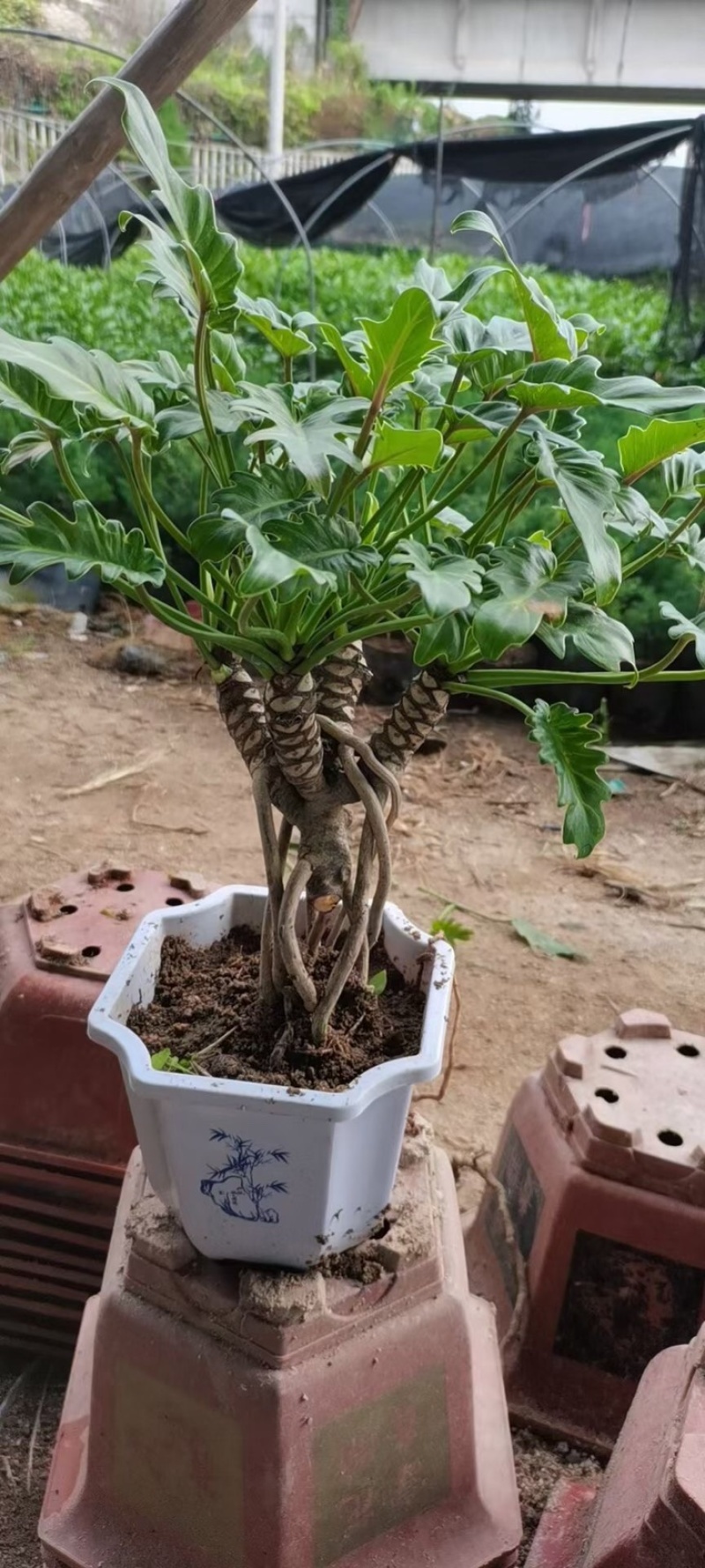龙鳞小天使