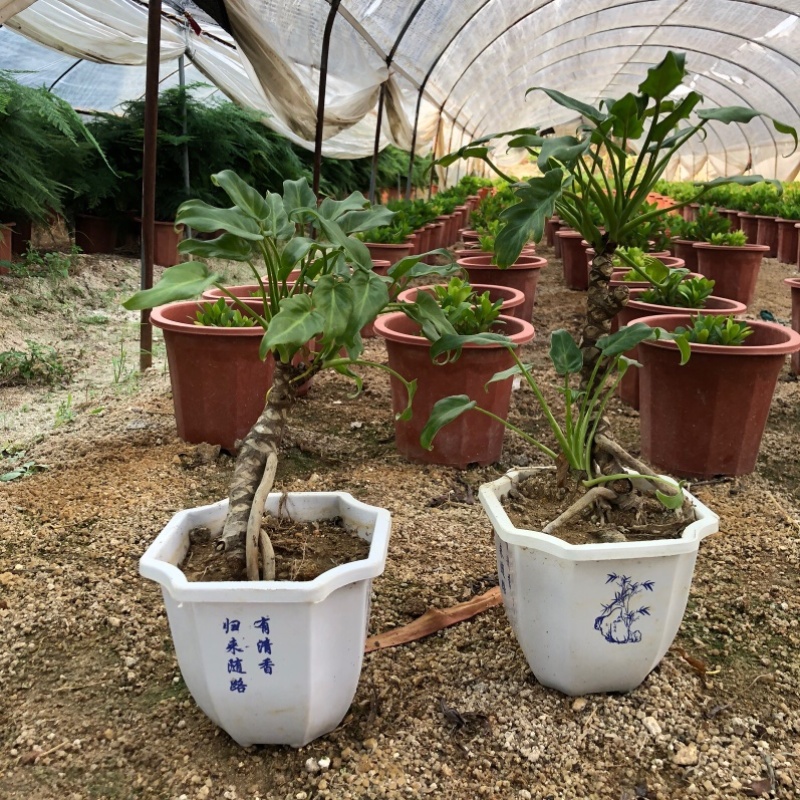 龙鳞小天使