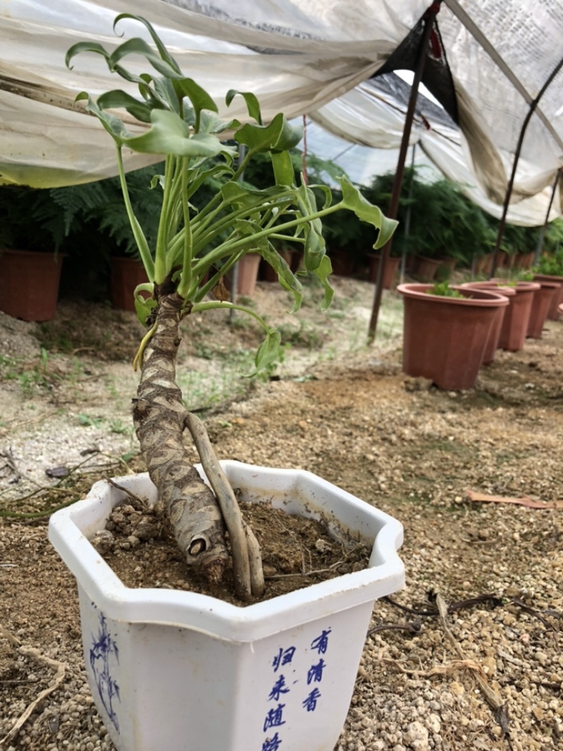龙鳞小天使