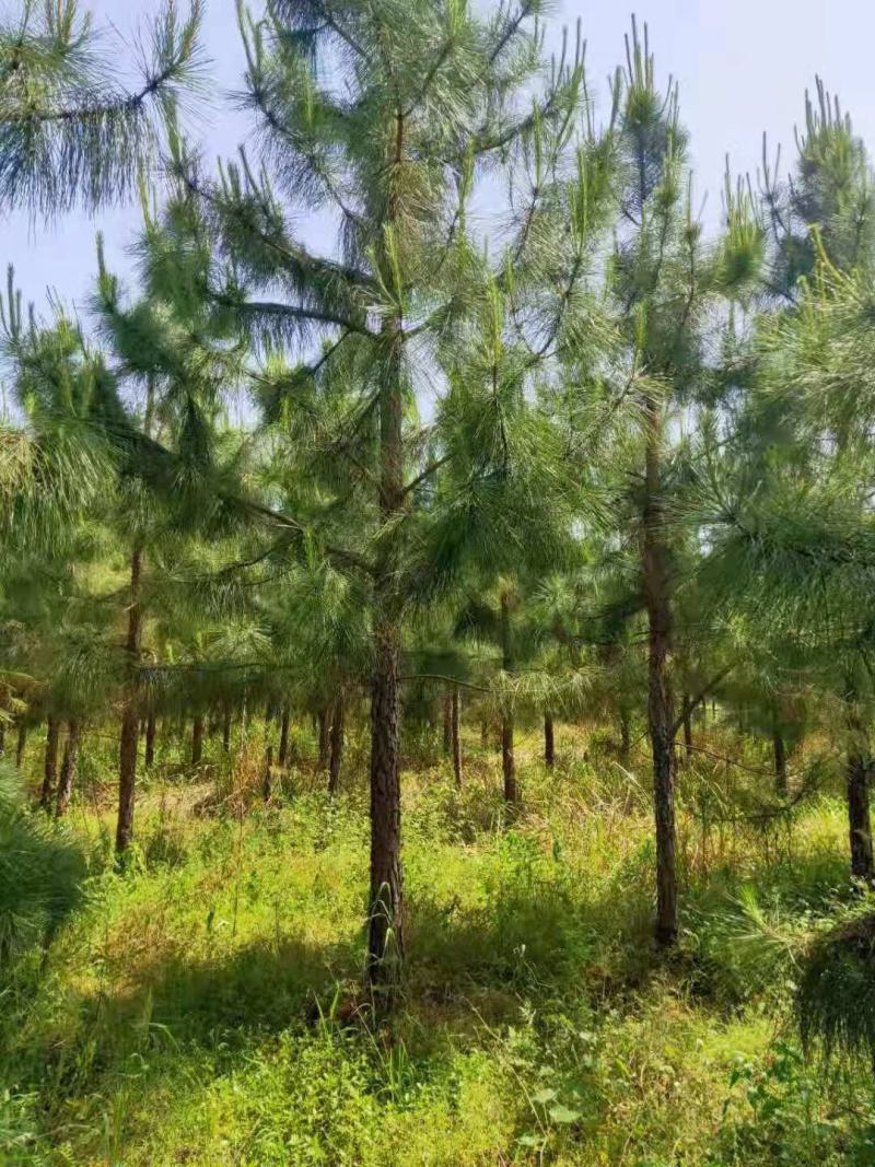 8公分湿地松，9公分湿地松，10公分湿地松，产地直销