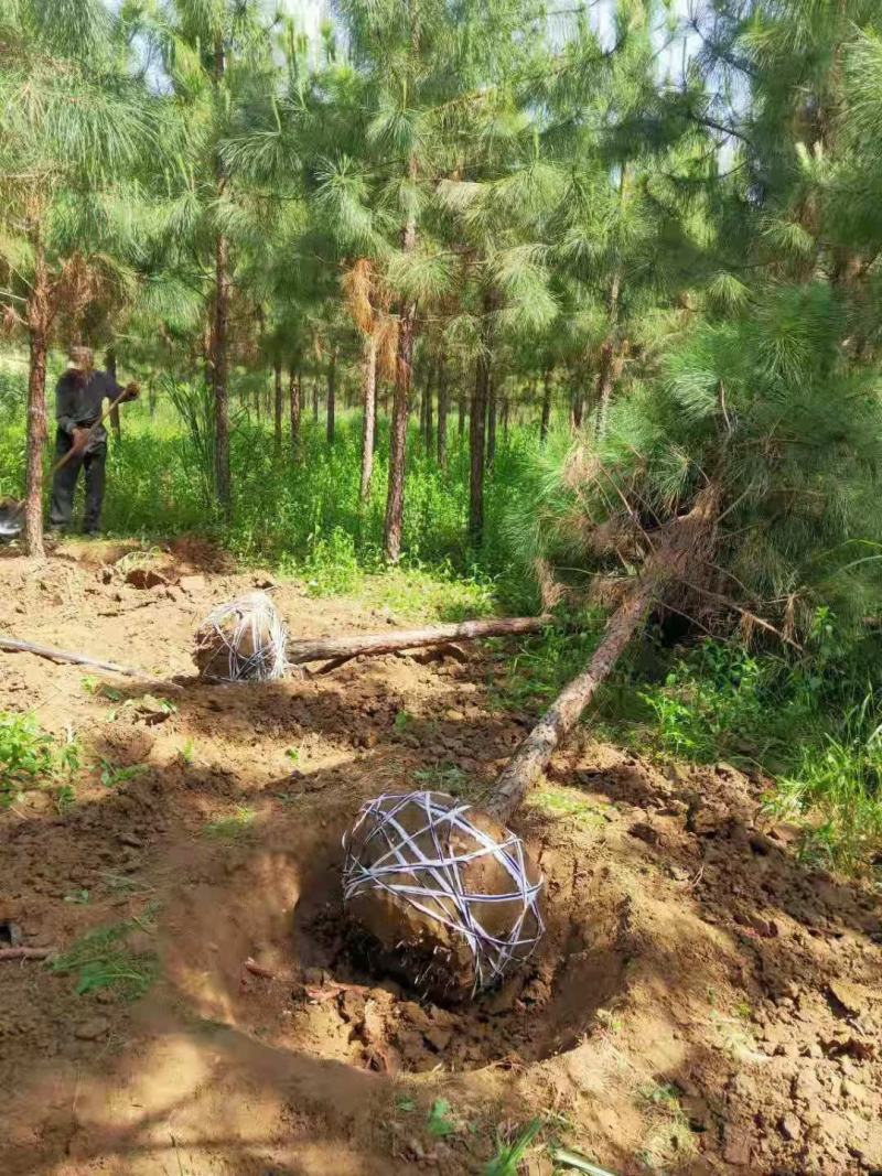 8公分湿地松，9公分湿地松，10公分湿地松，产地直销