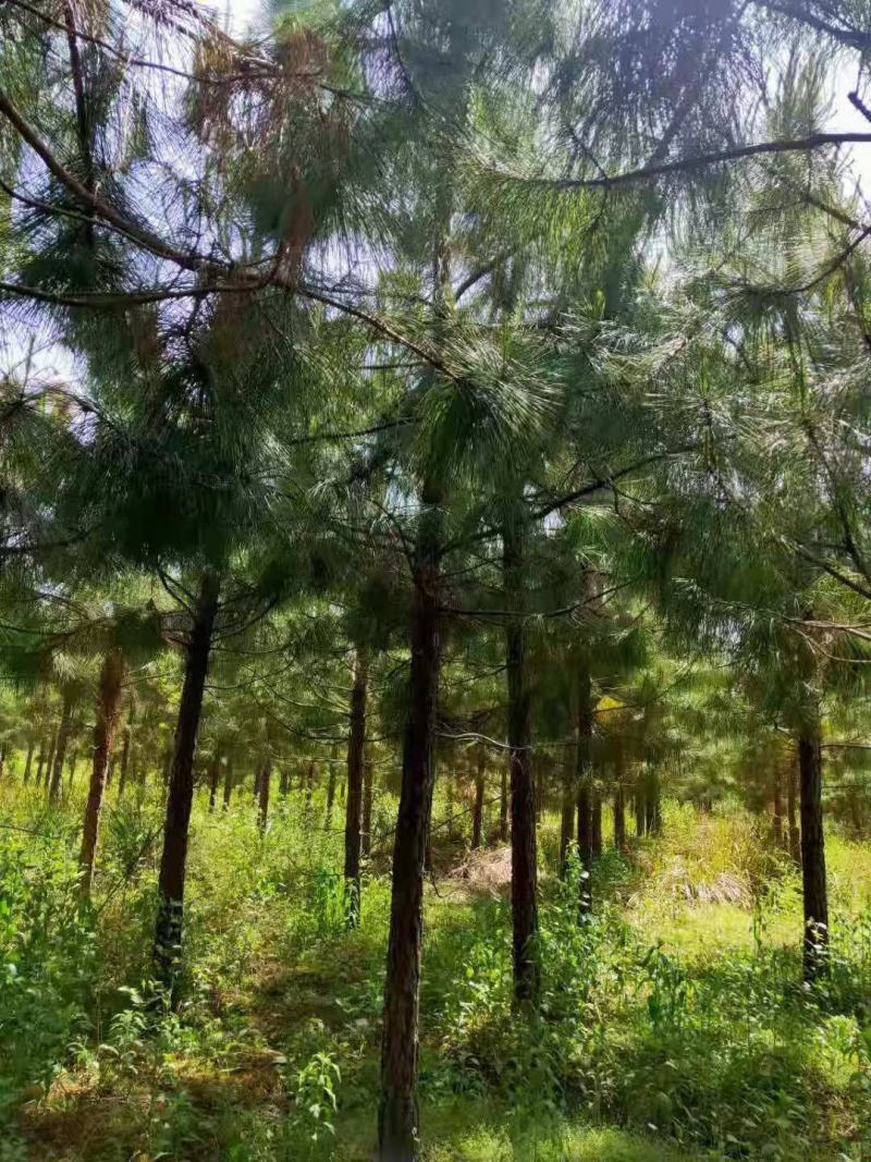 8公分湿地松，9公分湿地松，10公分湿地松，产地直销