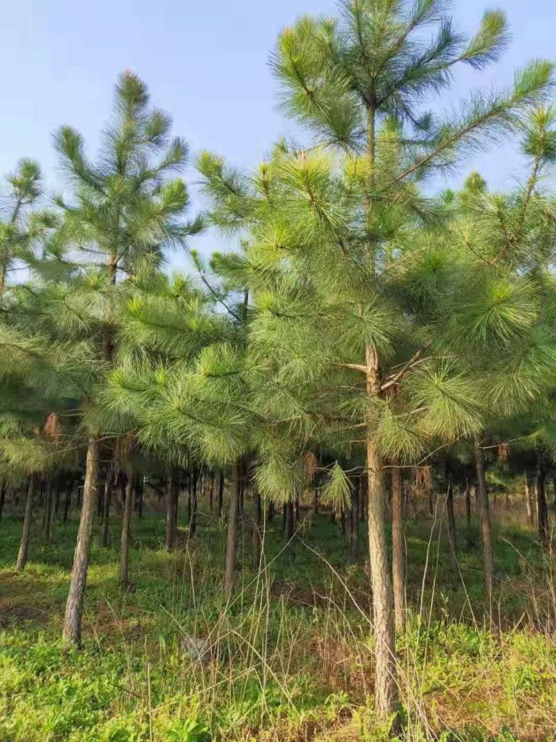 8公分湿地松，9公分湿地松，10公分湿地松，产地直销