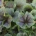 冬寒菜种子冬葵籽耐寒蔬菜糯米种子冬苋菜马蹄菜高