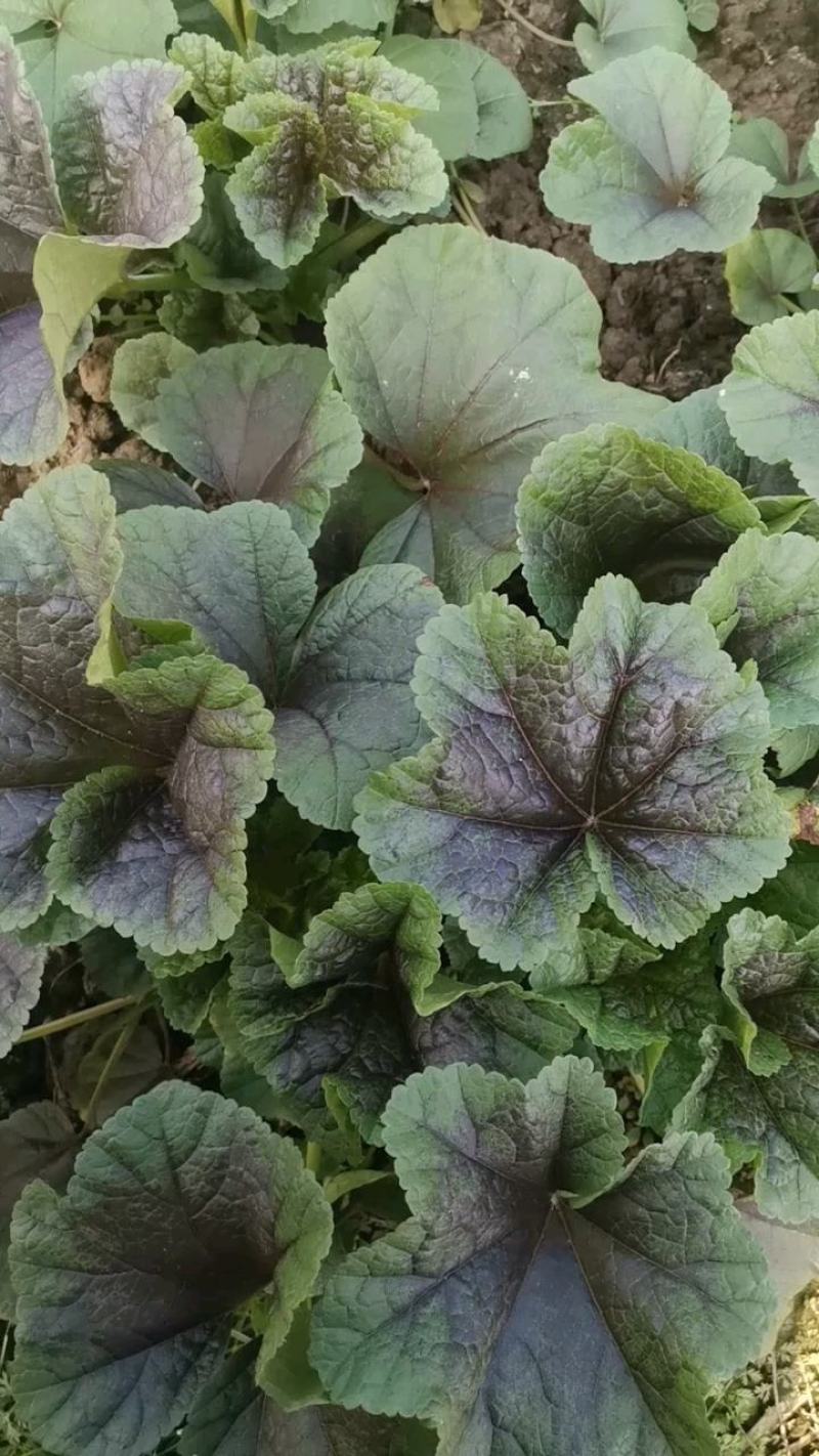 冬寒菜种子冬葵籽耐寒蔬菜糯米种子冬苋菜马蹄菜高